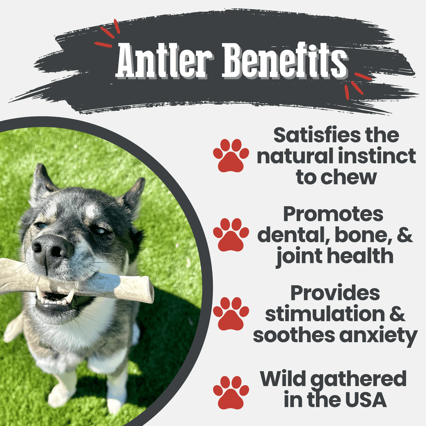 Reindeer Antler Dog Chews | Organic Chews for Dogs